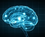 Study Sheds Light on Human Neocortex Evolution