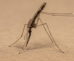 Researchers Advocate for “Pathogen Prospecting” to Fight Malaria