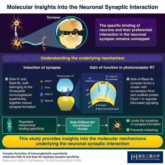 Unraveling the Mysteries of Neuronal Communication Circuits Unraveling the Mysteries of Neuronal Communication Circuits