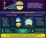 Unraveling the Mysteries of Neuronal Communication Circuits