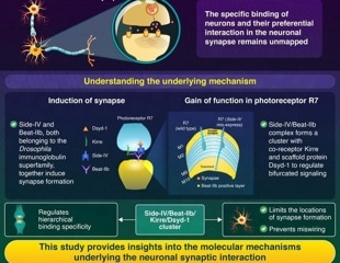 Unraveling the Mysteries of Neuronal Communication Circuits