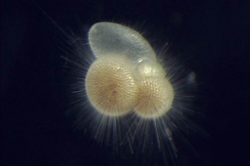 Ancient Climate Shift Reshaped Marine Microbiome