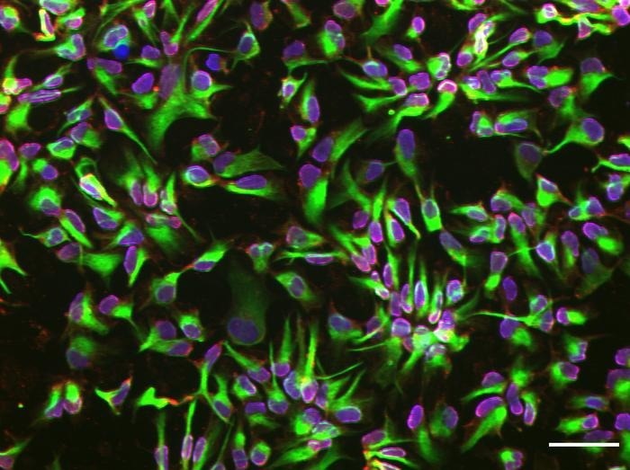 Microfluidics Paves the Way for More Efficient Neural Stem Cell Generation