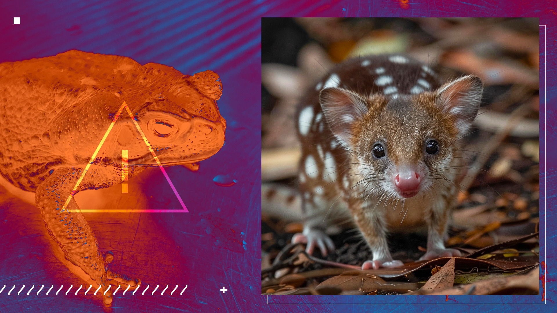 Colossal Biosciences and University of Melbourne Partner to Save Northern Quolls from Invasive Cane Toads
