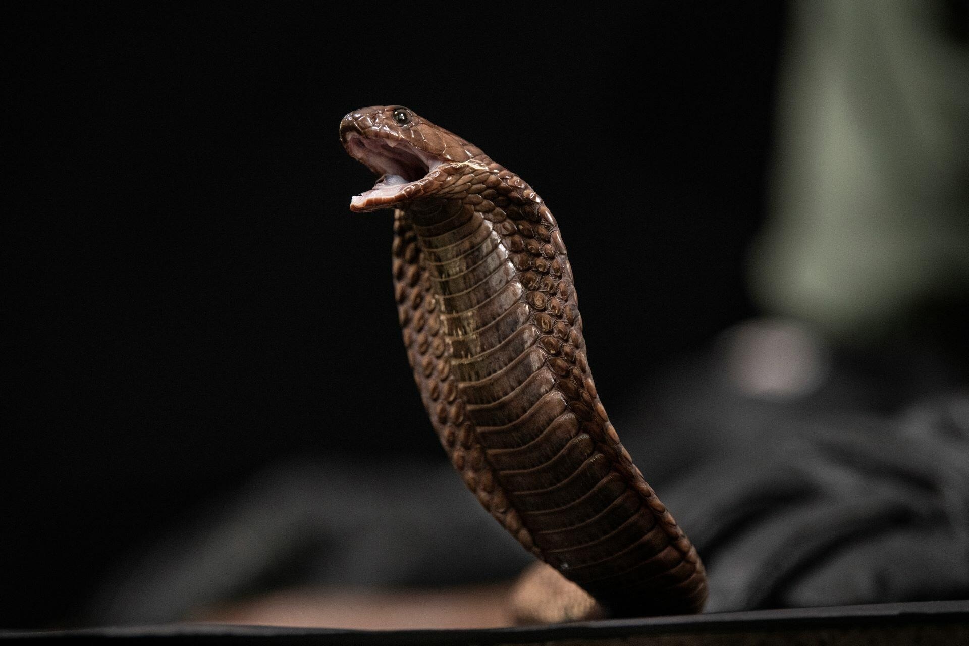 LSTM Scientists Discover Treatment for Tissue Damage by African Spitting Cobra Venom