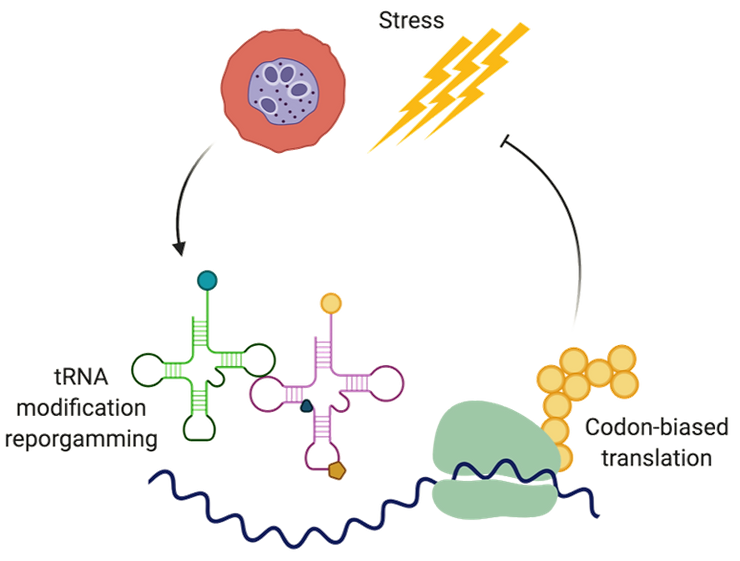 Dihydroartemisinin (DHA), a metabolite of Artemisinin (ART), induces unique reprogramming of tRNA modifications in ART-resistant parasite lines, which influences the parasite’s ability to develop resistance. Image Credit: Singapore-MIT Alliance for Research and Technology (SMART)