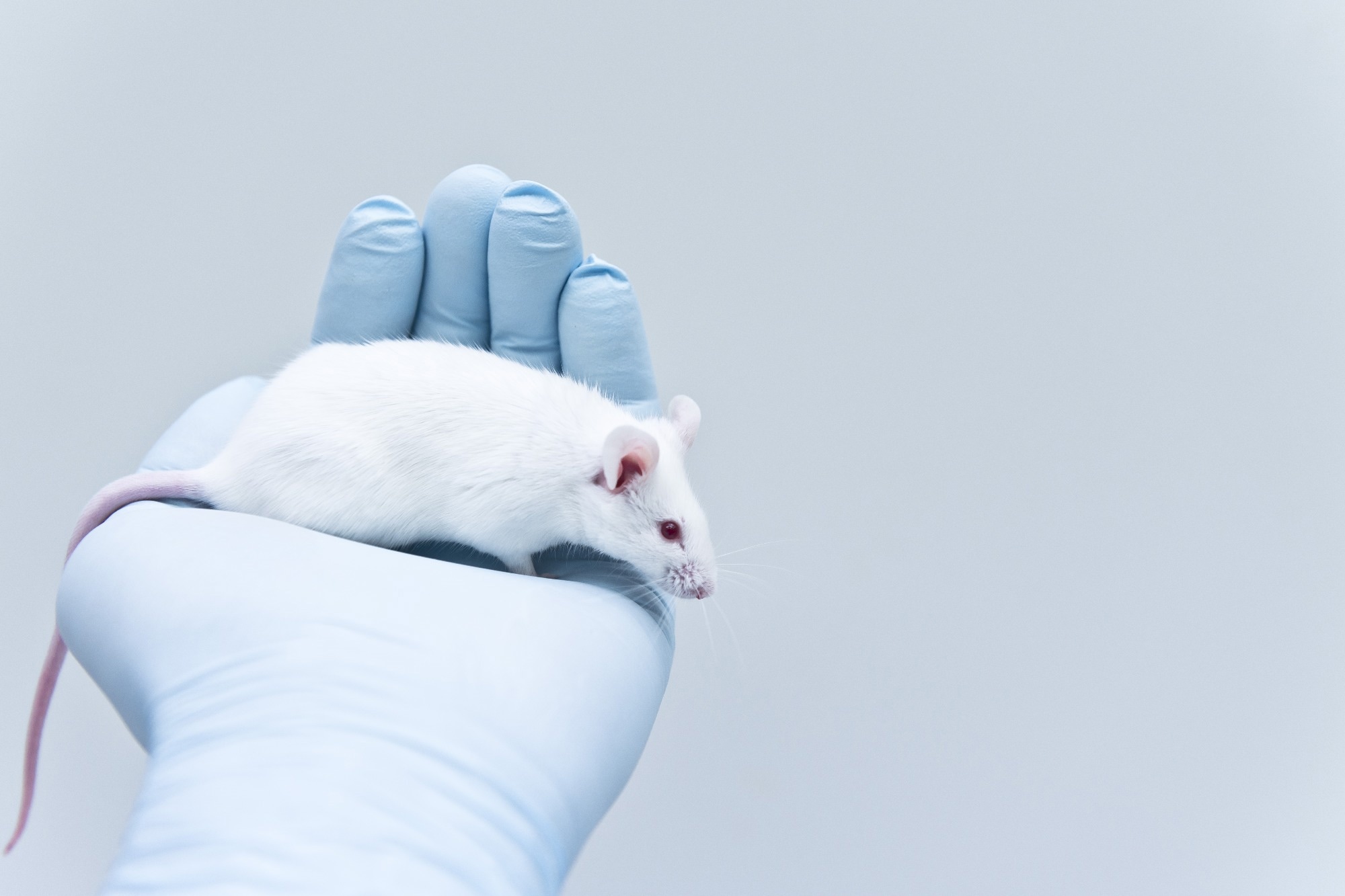 Study: Transcriptomic analysis of the effect of remote ischaemic conditioning in an animal model of necrotising enterocolitis. Image Credit: unoL/Shutterstock.com