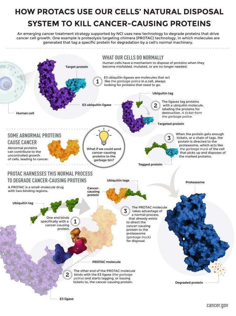 Engineered DNA PROTAC Shows Promise for p53-R175H Mutant Cancers