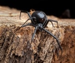 Human Antibodies Offer Hope for Improved Black Widow Antivenom