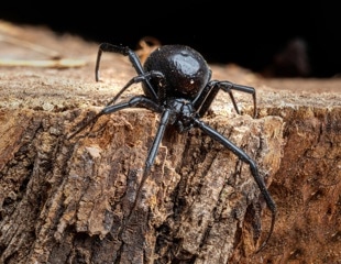 Human Antibodies Offer Hope for Improved Black Widow Antivenom