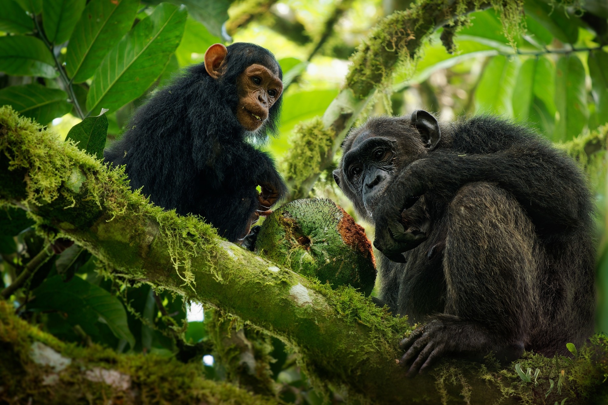​​​​​​​Study: Pharmacological and behavioral investigation of putative self-medicative plants in Budongo chimpanzee diets. Image Credit: Martin Pelanek/Shuttestock.com