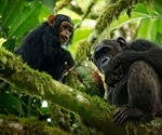 Wild Chimpanzees Found to Consume Medicinal Plants to Combat Illness
