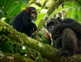 Wild Chimpanzees Found to Consume Medicinal Plants to Combat Illness