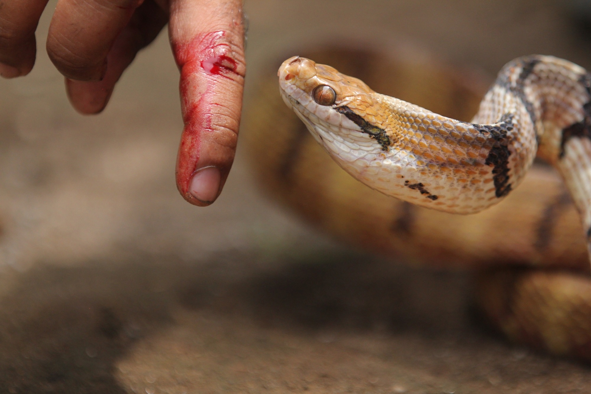 ​​​​​​​Study: Molecular dissection of cobra venom highlights heparinoids as an antidote for spitting cobra envenoming. Image Credit: Mufti Adi Utomo/Shutterstock.com