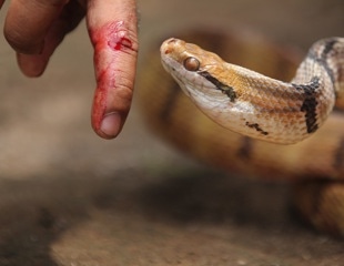 Researchers Discover Genes Key to Spitting Cobra Venom's Cytotoxicity