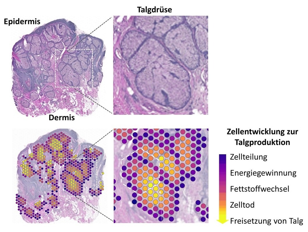 Revealing the Spatial Dynamics of Sebum Production