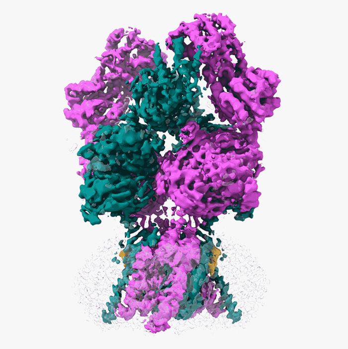 Breakthrough in Understanding Brain