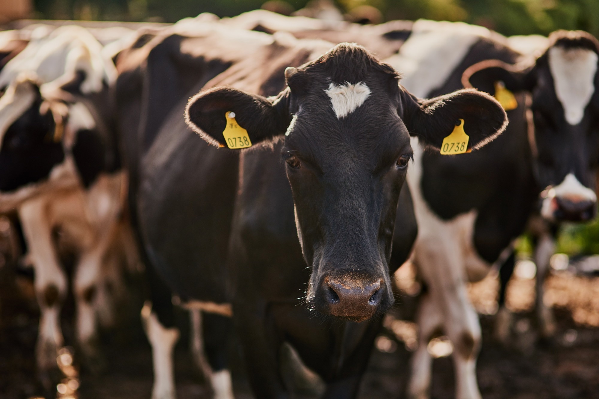 ​​​​​​​Study: Spillover of highly pathogenic avian influenza H5N1 virus to dairy cattle. Image Credit: PeopleImages.com - Yuri A/Shutterstock.com