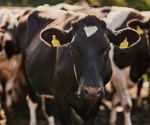 Multispecies Transmission of Avian Flu Virus Includes Dairy Cattle, Cats, and Raccoons