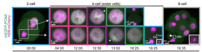 Study Reveals Unique DNA Replication Dynamics in Early Embryogenesis