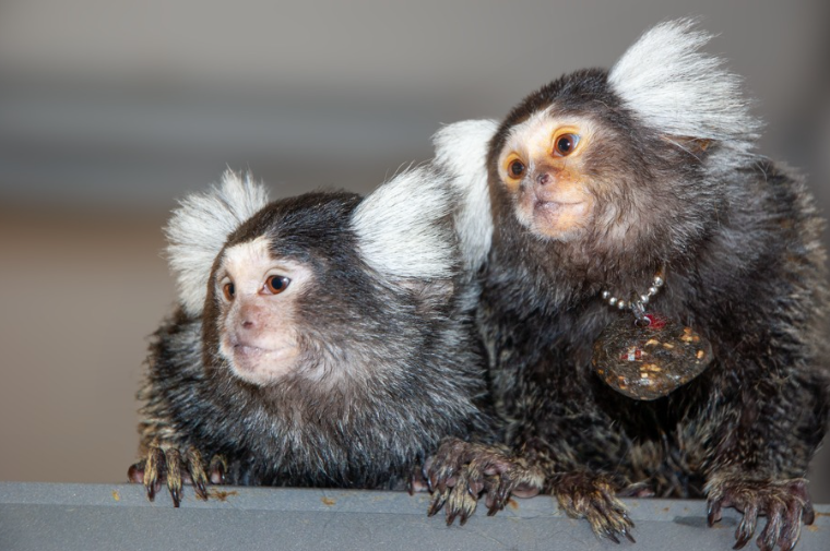 Marmosets Use Vocal Calls to Name Each Other, Study Reveals