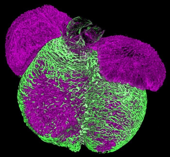 Single-Cell Sequencing Reveals Mechanism of Coronary Artery Formation