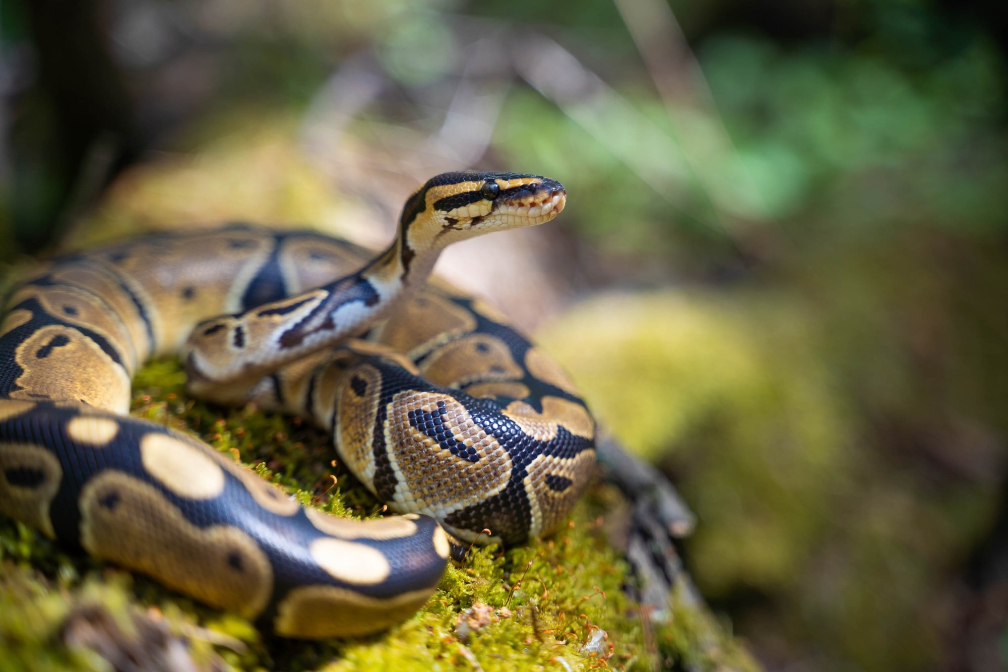 Study: Postprandial cardiac hypertrophy is sustained by mechanics, epigenetic, and metabolic reprogramming in pythons. Image Credit: Egoreichenkov Evgenii/Shutterstock.com