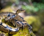 New Insights into Python Cardiac Biology Could Inform Human Heart Disease Research