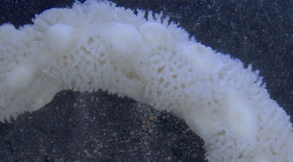 Novel Marine Species Discovered “Hidden: in Plain Sight