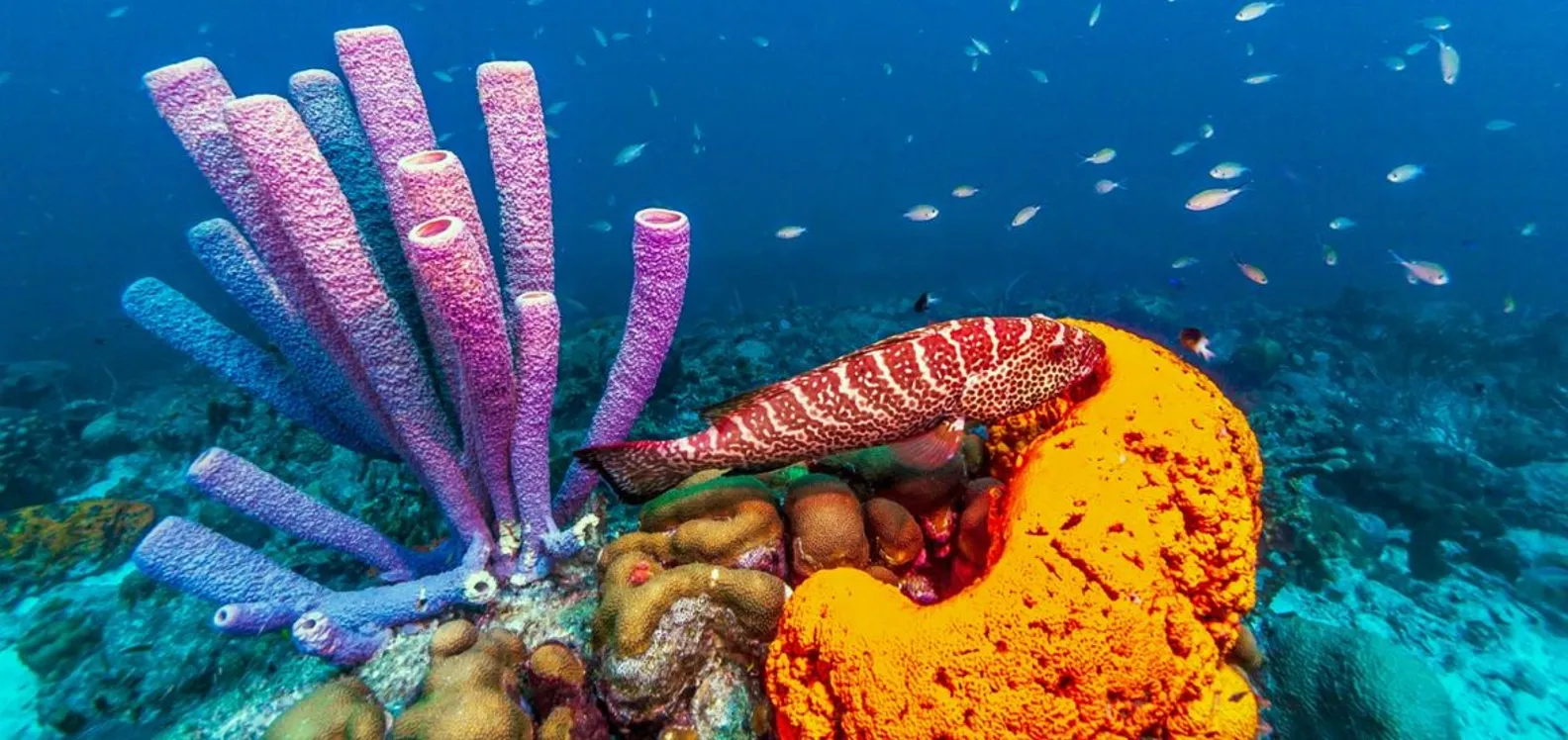 A Computational Approach to Understanding Microbiome Formation