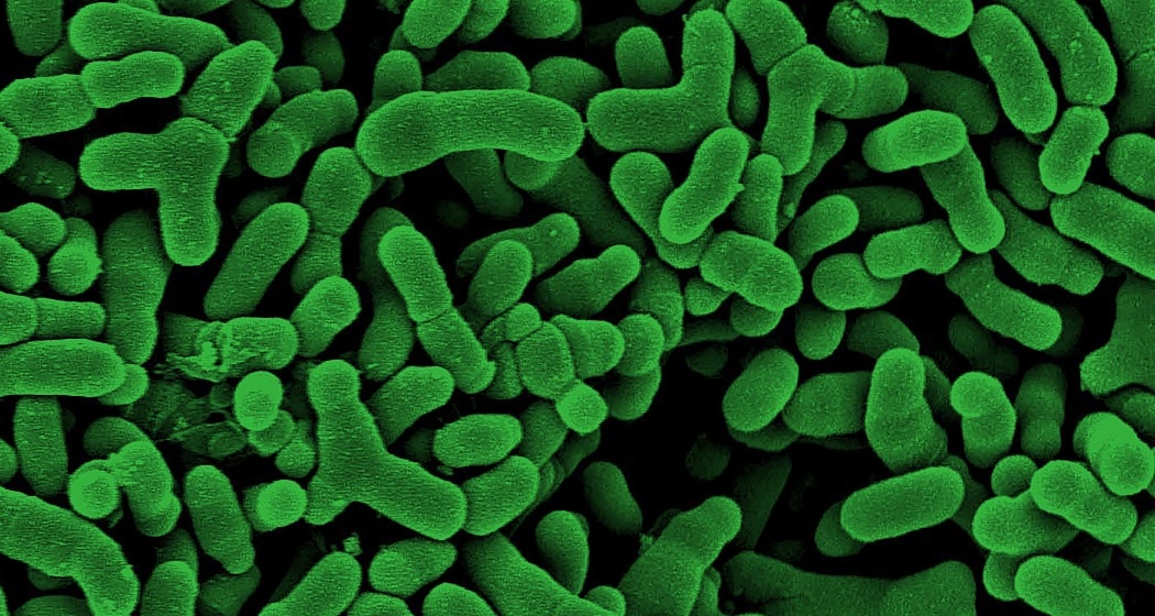 Decoding the Infant Microbiome