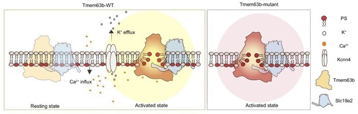 Membrane Tension and Calcium Signaling Regulate Phospholipid Scrambling