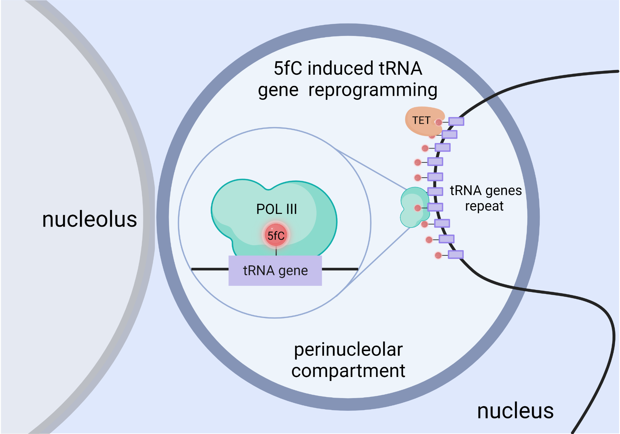Epigenetic Switch Found to Activate Genes in Embryos