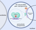 Epigenetic Switch Found to Activate Genes in Embryos