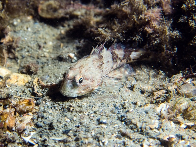 Unveiling the Evolutionary Mechanisms Behind New Gene Birth