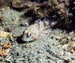 Antifreeze Fish Shed Light on How New Genes Evolve