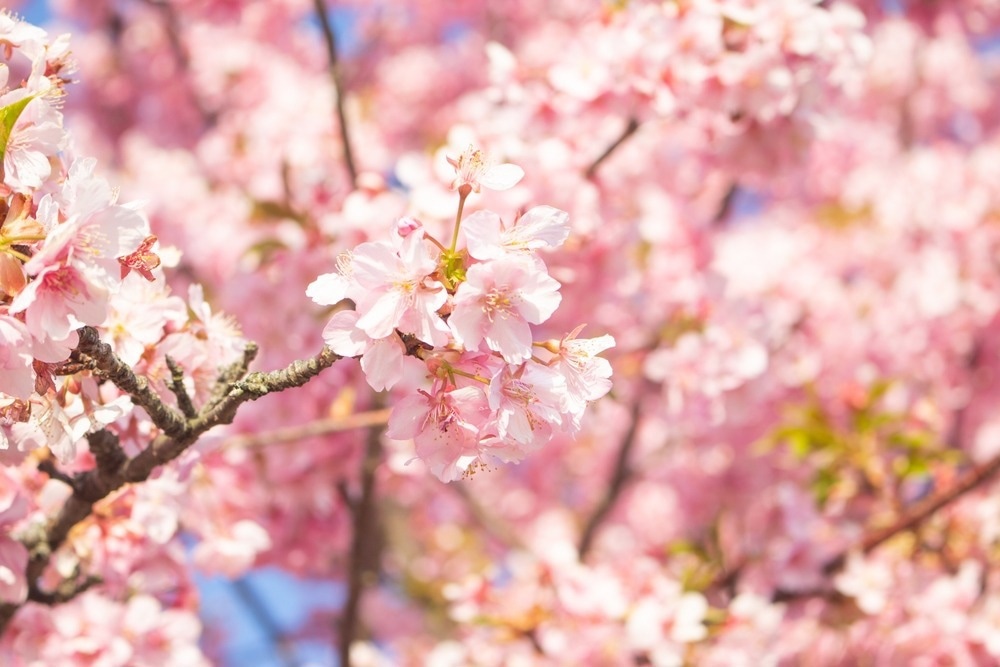 Image Credit: Mei Yi/Shutterstock.com