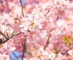 Gene-Based Tool Predicts Cherry Blossom Blooming Times