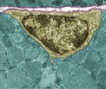 Scientists Develop Lab-Grown Muscle Stem Cells for Advanced Regenerative Therapies