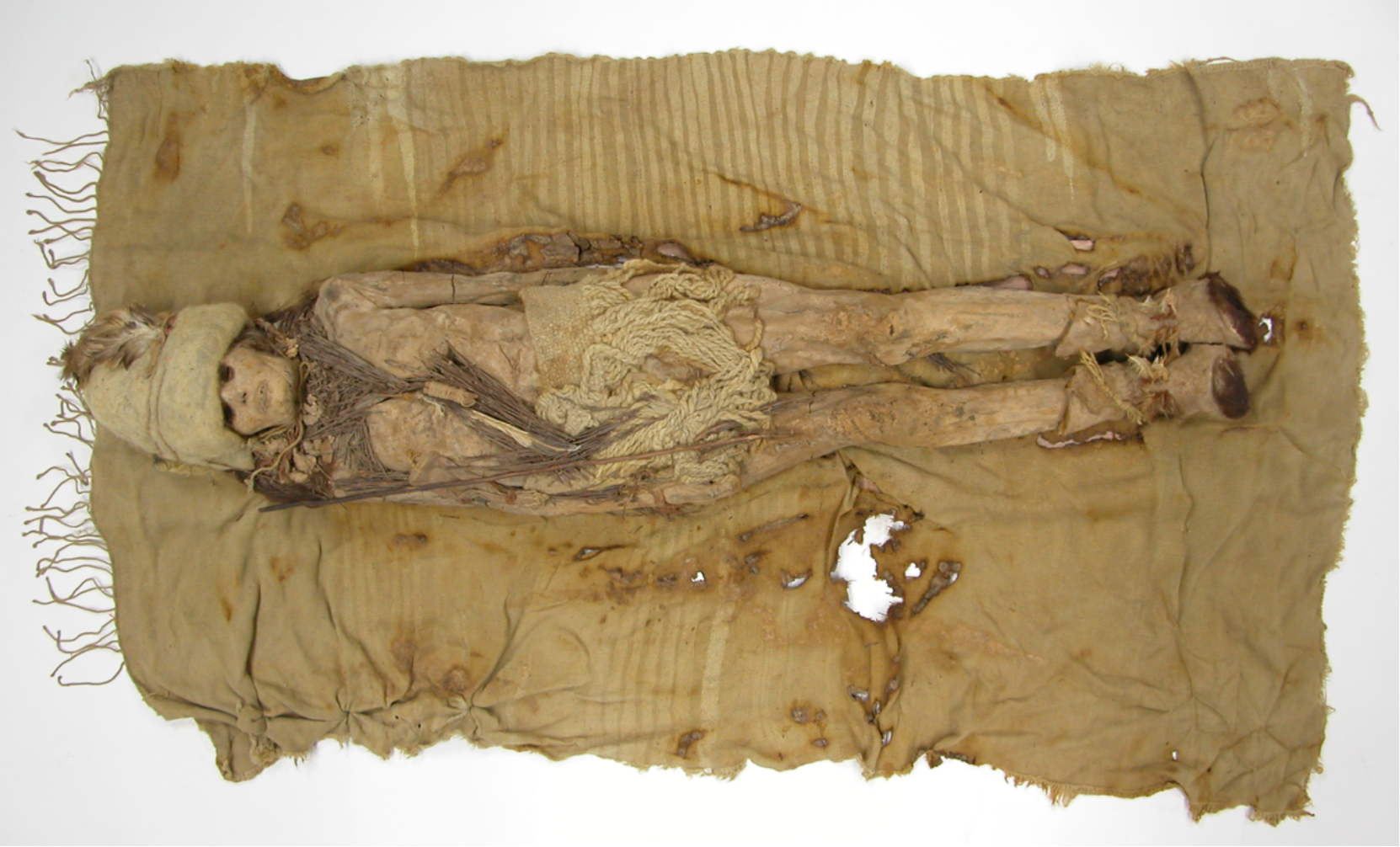 Ancient Cheese Offers Clues to Human-Microbial Interactions