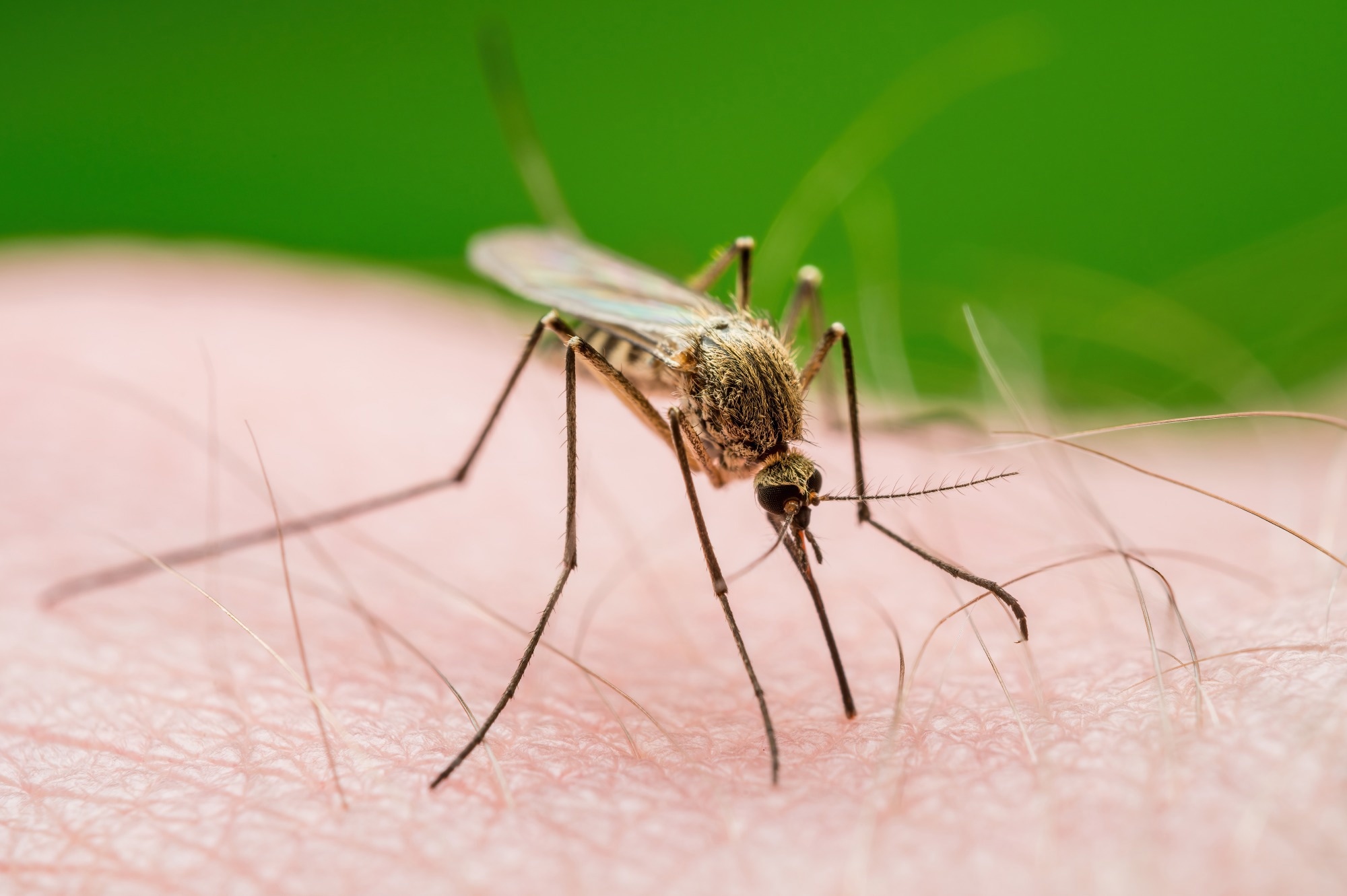 ​​​​​​​Study: Mosquito salivary apyrase regulates blood meal hemostasis and facilitates malaria parasite transmission. Image Credit: nechaevkon/Shutterstock.com