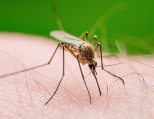 Mosquitoes use Salivary Protein to Aid Malaria Parasite Transmission
