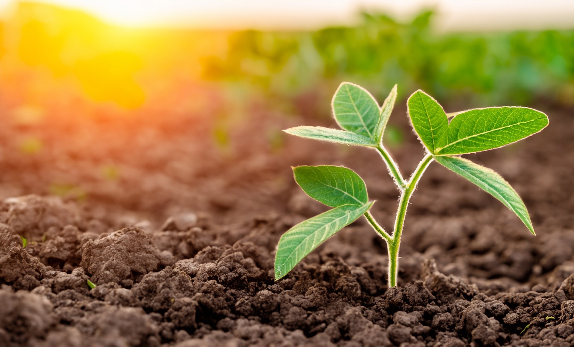 ​​​​​​​Study: The Arabidopsis U1 snRNP regulates mRNA 3′-end processing. Image Credit: Proonty/Shutterstock.com