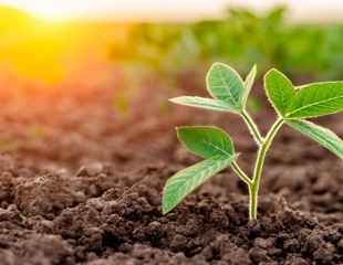 New Insights into U1 Snrnp Functions in Plant Splicing Mechanisms Using Arabidopsis