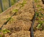 Xinjiang Cotton Fields Show Lasting Benefits From Mulched Drip Irrigation