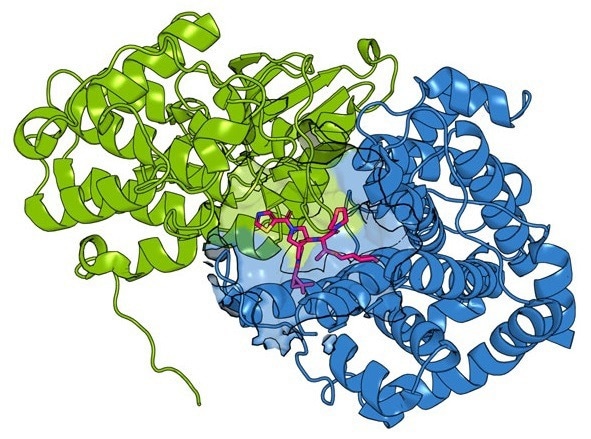 "Paralog Hopping" Uncovers New Binding Sites for Cancer Drugs