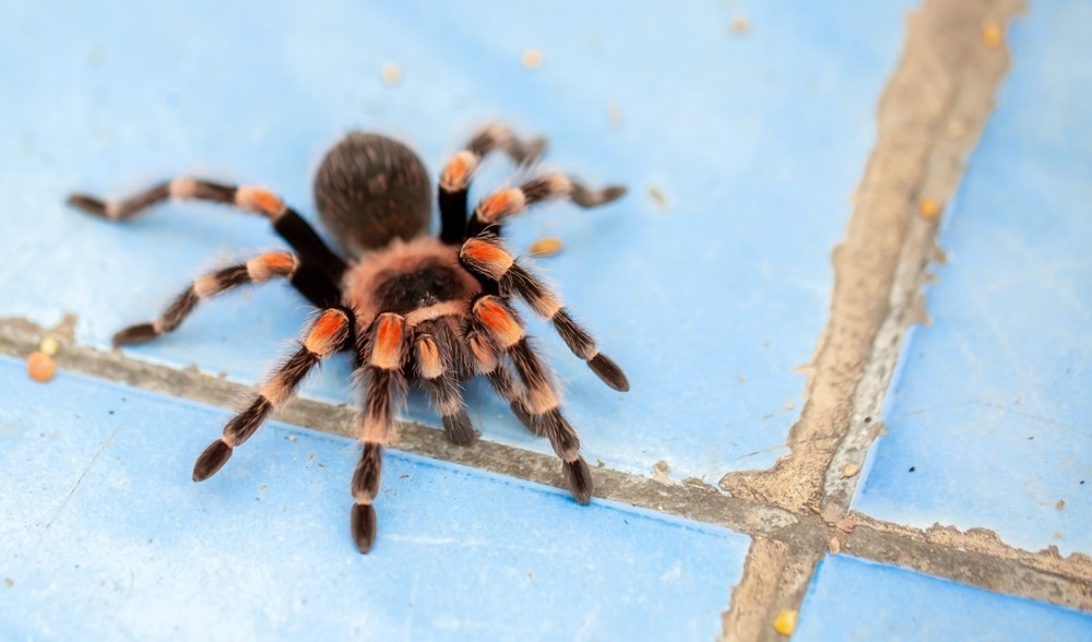 spider venom