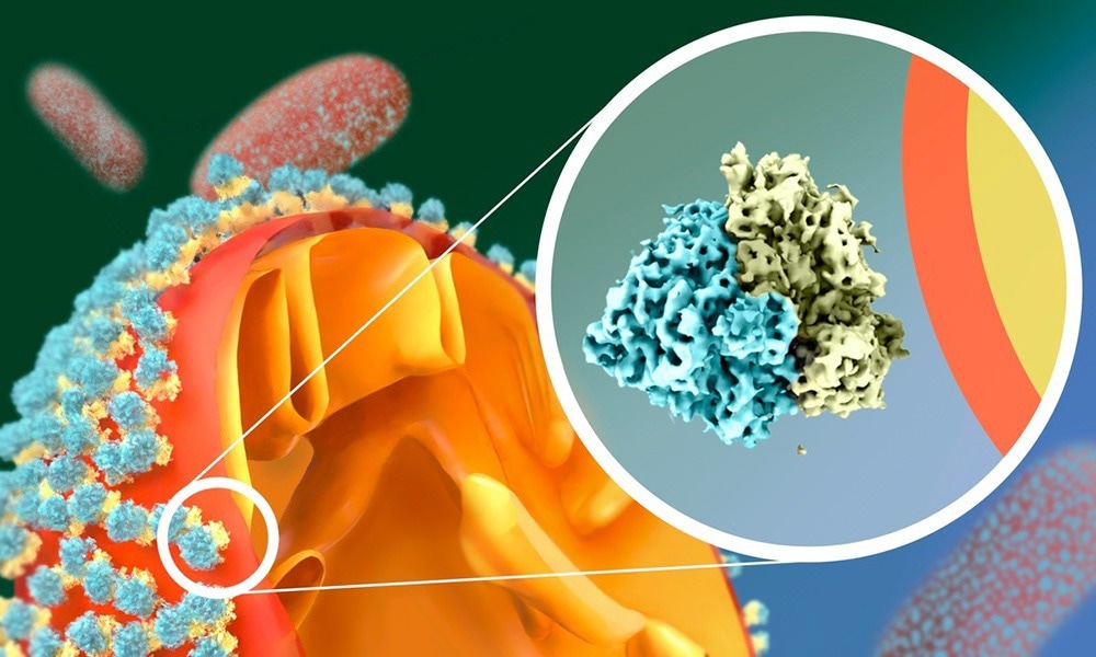 The Role of Yeast Ribosomes in Cellular Survival During Starvation
