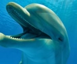 Dolphins at Play: A Dive Into the Evolution of Complex Communication in Marine Mammals