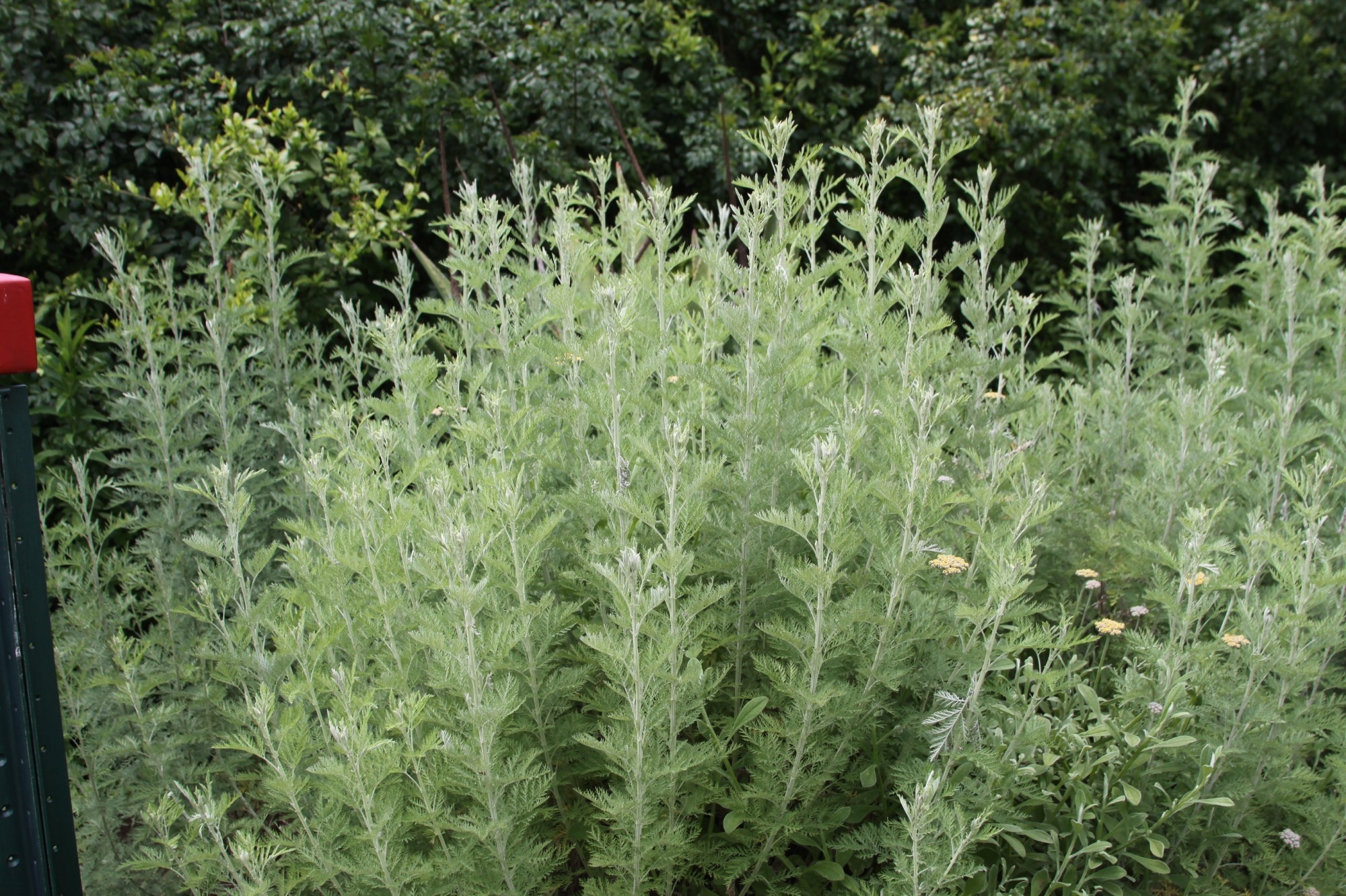 ​​​​​​​Study: An O-methylflavone from Artemisia afra kills non-replicating hypoxic Mycobacterium tuberculosis. Image Credit: C.J. MacDonald Sr/Shutterstock.com